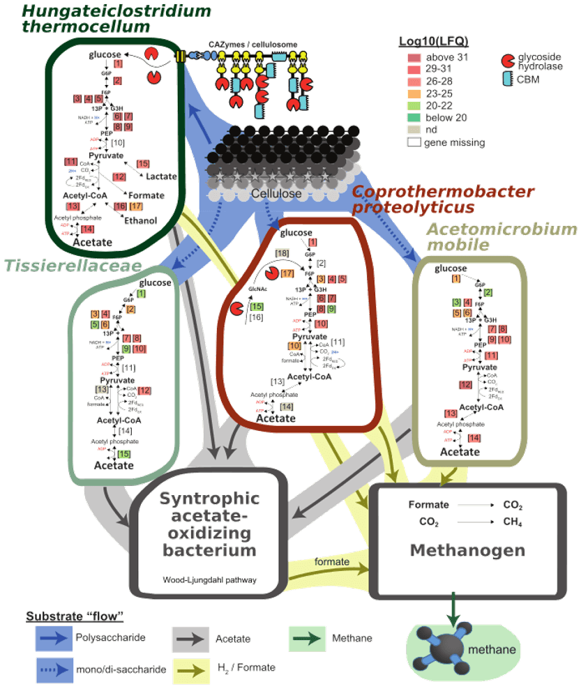 CARBON FLOW FIGURE