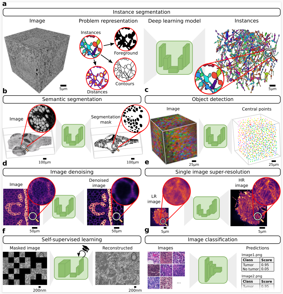 Image analysis tasks that BiaPy can perform