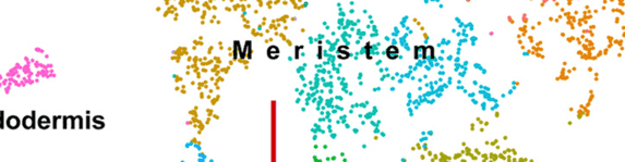 scRNA