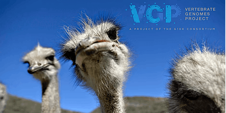 VGP header image (with ostriches)
