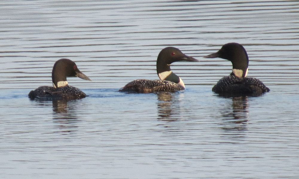 A flock of loons