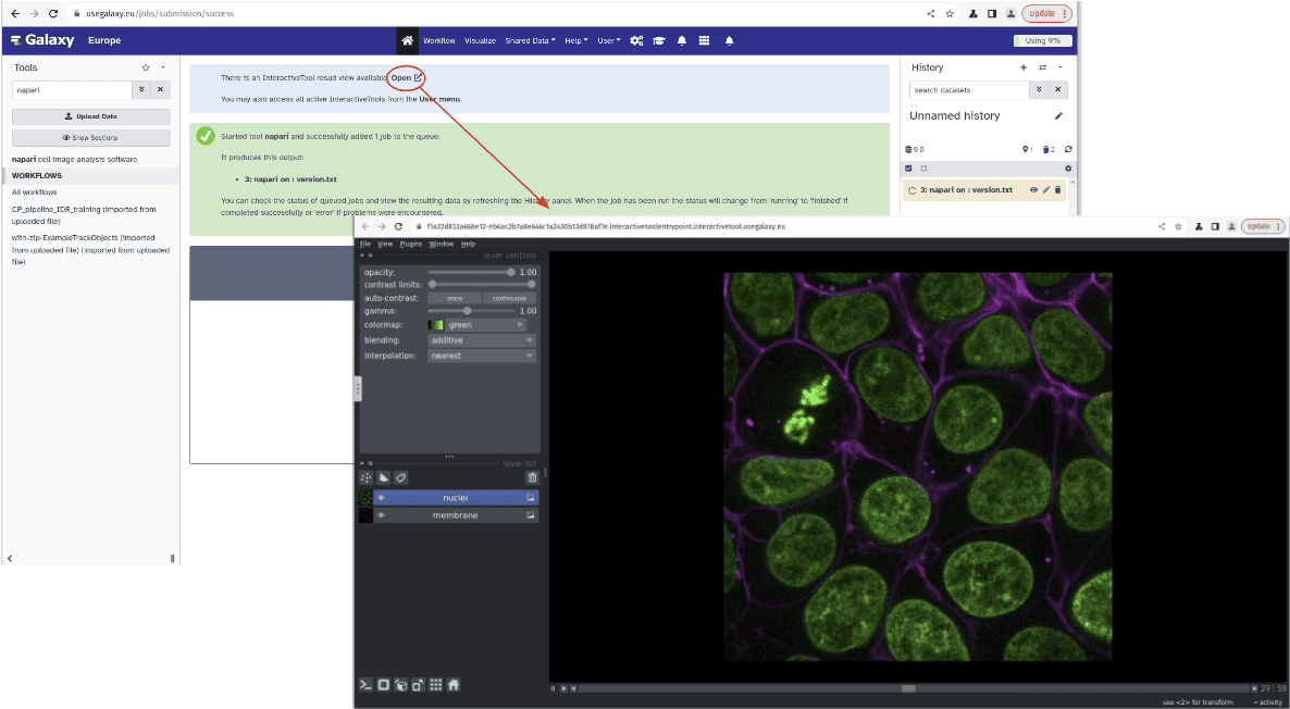 Napari Visualization