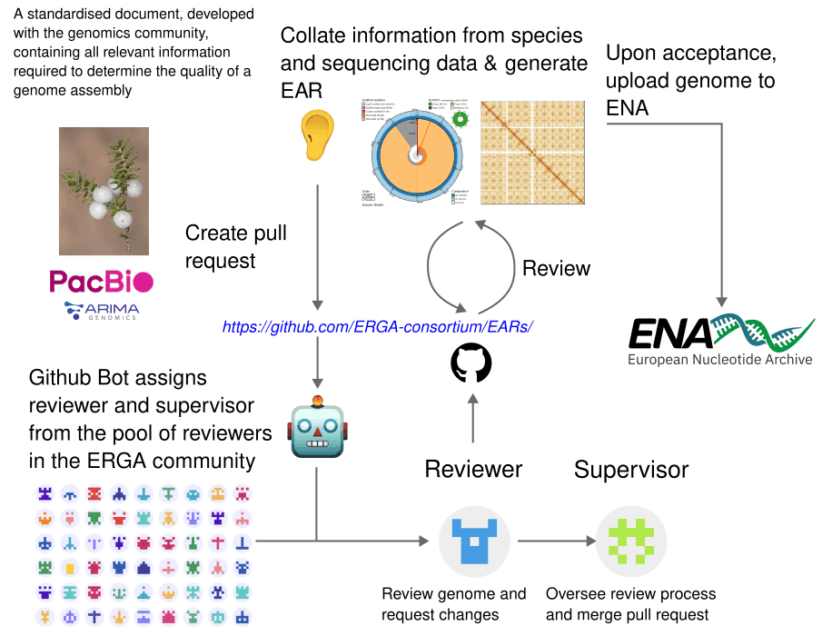 A graphical representation of FAIR review process using ERGA Bot